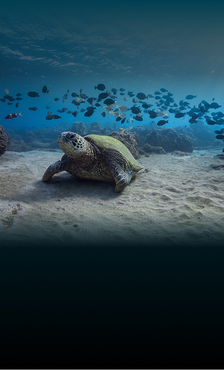 Underwater Wonders