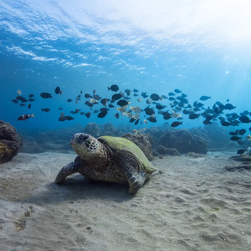 Underwater Wonders