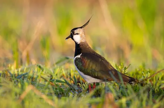 Anawilundawa Migratory Bird Season