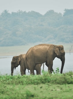 Elephant Encounters