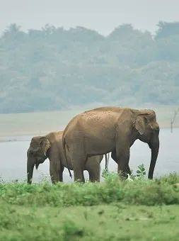 Elephant Encounters